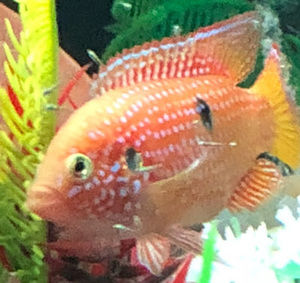 Meet your Posher, Khuong dekin